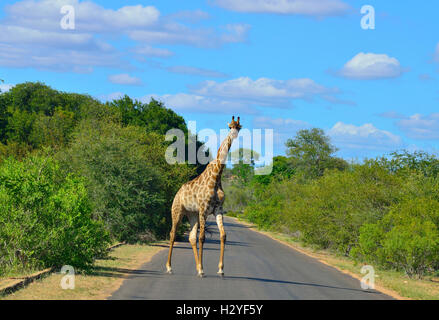 Giraffe  crossing a road near Satara Rest Camp, Kruger National Park , South Africa Stock Photo