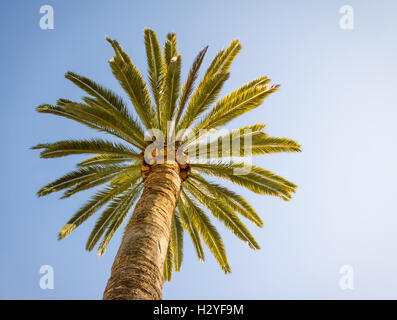 Bottom-up view of a beautiful palm tree with blue sunny sky Stock Photo