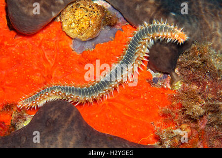 Bearded fireworm or fireworm (Hermodice carunculata), crawling over red swarm, Sithonia, Chalkidiki, also Halkidiki, Aegean Stock Photo