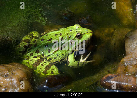 The edible frog (Rana esculenta), water, Burgenland, Austria Stock Photo