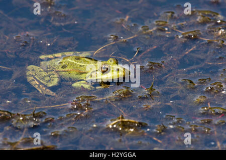The edible frog (Rana esculenta), water plants, Burgenland, Austria Stock Photo