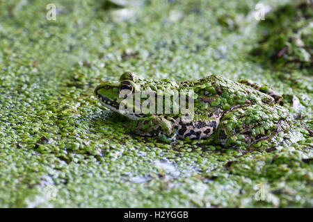 The edible frog (Rana esculenta) duckweed, water, Burgenland, Austria Stock Photo