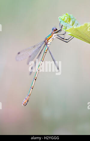 Female emerald damselfly (Lestes sponsa), Burgenland, Austria Stock Photo