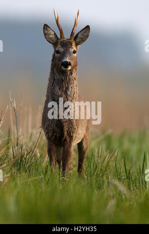 European roe deer (Capreolus capreolus), buck in a meadow, change of coat, winter and summer coat, Nature Park Peental Stock Photo