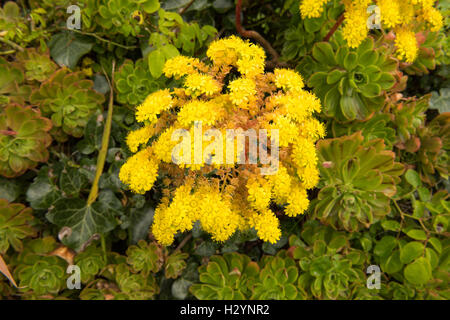 The Yellow Flower Head of an Aeonium arboreum (Houseleek Tree) on the Island of Tresco in the Isles of Scilly