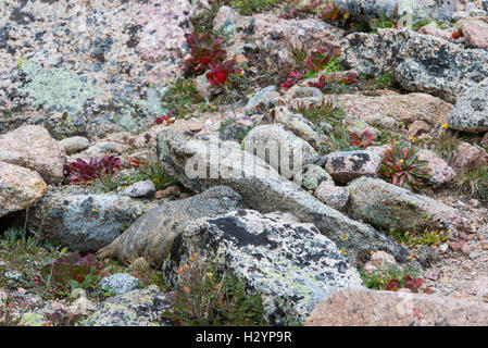 White-tailed ptarmigan (Lagopus leucura) camouflaged among lichen-covered rocks, Rocky Mountains, Colorado USA Stock Photo