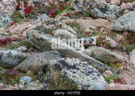 White-tailed ptarmigan (Lagopus leucura) camouflaged among lichen-covered rocks, Rocky Mountains, Colorado USA Stock Photo