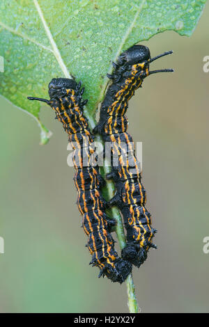 Orange-Striped Oak Worms (Anisota senatoria) feeding on Oak leaf (Quercus sps) Eastern United States Stock Photo