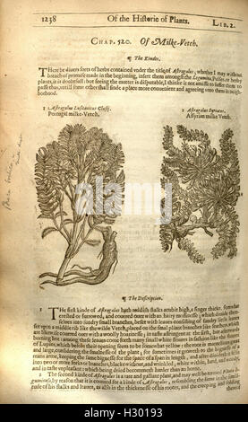 The herball, or, Generall historie of plantes (Page 1238) BHL84 Stock Photo