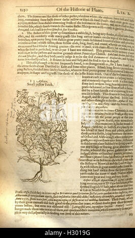 The herball, or, Generall historie of plantes (Page 1250) BHL84 Stock Photo