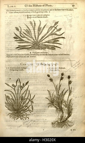 The herball, or, Generall historie of plantes (Page 17) BHL84 Stock Photo