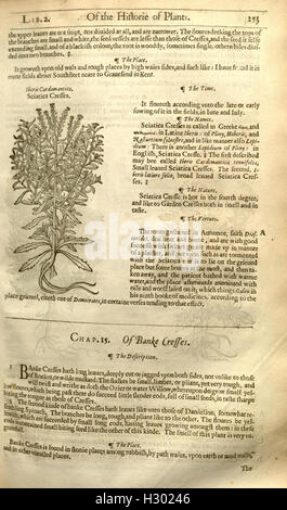 The herball, or, Generall historie of plantes (Page 253) BHL84 Stock Photo