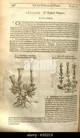 The herball, or, Generall historie of plantes (Page 436) BHL84 Stock Photo