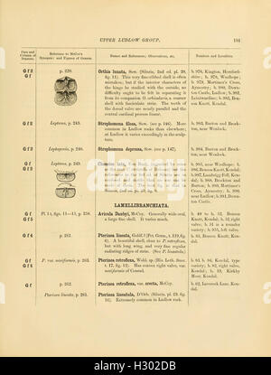 A catalogue of the collection of Cambrian and Silurian fossils contained in the Geological Museum of the University of Cambridge (Page 181) BHL137 Stock Photo