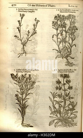 The herball, or, Generall historie of plantes (Page 470) BHL84 Stock Photo