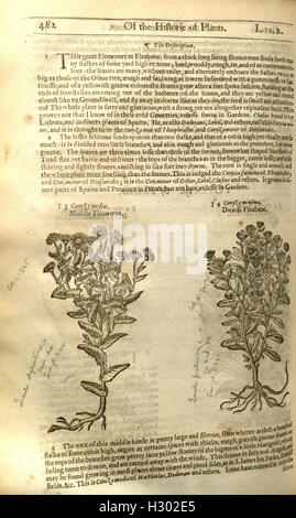 The herball, or, Generall historie of plantes (Page 482) BHL91 Stock Photo