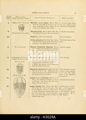 A catalogue of the collection of Cambrian and Silurian fossils contained in the Geological Museum of the University of Cambridge (Page 33) BHL137 Stock Photo