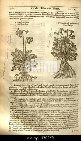 The herball, or, Generall historie of plantes (Page 780) BHL84 Stock Photo