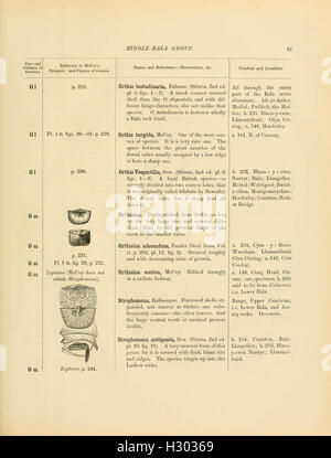 A catalogue of the collection of Cambrian and Silurian fossils contained in the Geological Museum of the University of Cambridge (Page 61) BHL137 Stock Photo