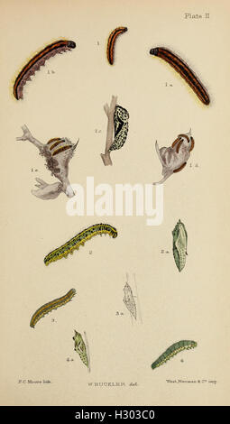 The larvæ of the British butterflies and moths BHL411 Stock Photo