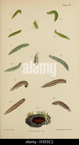 The larvæ of the British butterflies and moths BHL411 Stock Photo