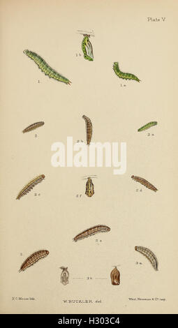 The larvæ of the British butterflies and moths BHL411 Stock Photo