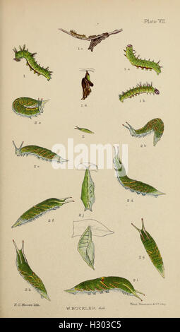 The larvæ of the British butterflies and moths BHL411 Stock Photo