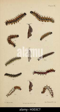 The larvæ of the British butterflies and moths BHL411 Stock Photo