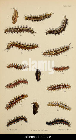 The larvæ of the British butterflies and moths BHL411 Stock Photo