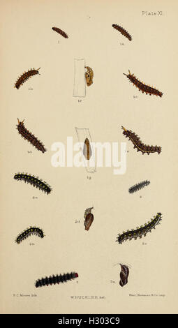 The larvæ of the British butterflies and moths BHL411 Stock Photo