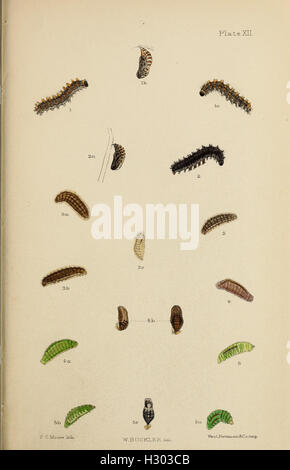 The larvæ of the British butterflies and moths BHL411 Stock Photo