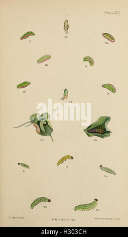 The larvæ of the British butterflies and moths BHL411 Stock Photo