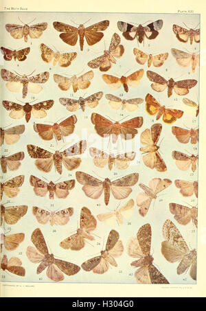 A comprehensive guide to moths, detailing various species ...