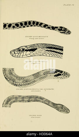 A comprehensive guide to European snake species, including detailed ...