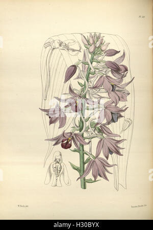 A depiction of various plant species, focusing on their appearance and ...