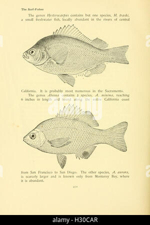 Fish Terminologies This work explores fishing and fish species, offering insights into the ...