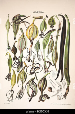 This work explores the morphology and biology of orchids, focusing on ...