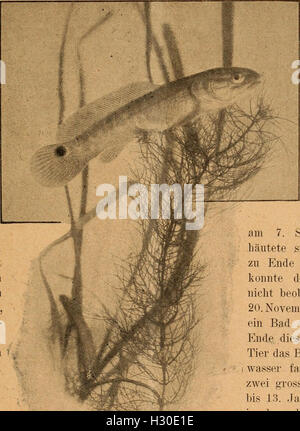 Blätter für Aquarien- und Terrarien-Kunde (1902) (2035998 Blätter für Aquarien- und Terrarien-Kunde (1902) (2035998