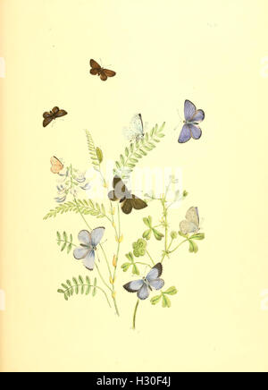 British Butterflies And Their Transformations Illustrates The Stages british-butterflies-and-their-transformations-illustrates-the-stages
