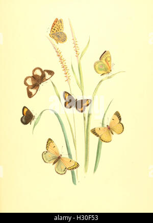 British Butterflies And Their Transformations Illustrates The Stages british-butterflies-and-their-transformations-illustrates-the-stages