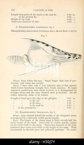 A catalog of apodal (limbless) fish species housed in the museum ...