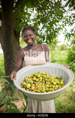 Women collect fallen shea fruit, the nut from which is used for making shea butter and oil, in Burkina Faso, Africa. Stock Photo