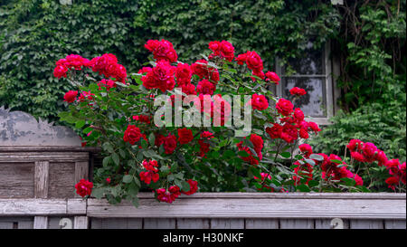 Rich red roses over wooden fence in front of old house covered with wild grape Stock Photo