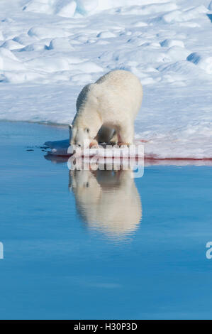 Male Polar Bear (Ursus maritimus) drinking water after a kill on the pack ice, Spitsbergen Island, Svalbard archipelago, Norway, Stock Photo