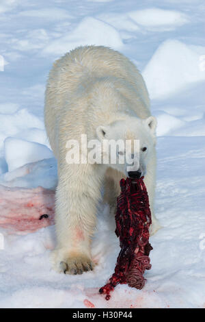 Male Polar Bear (Ursus maritimus) on the pack ice, feeding on the remains of a preyed seal, Spitsbergen Island, Svalbard archipe Stock Photo