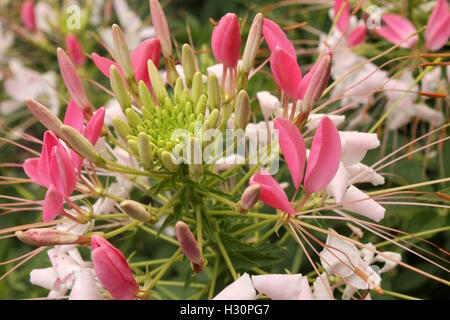 A pink flower in Grant Park, Chicago, IL Stock Photo