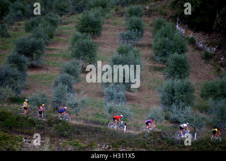 Tuscany, Italy. 2nd Oct, 2016. Cyclists ride past an olive field during the 'Eroica' cycling event for old bikes in the Chianti area of Tuscany, Italy, on Oct. 2, 2016. More than 6,000 cyclists from 65 countries and regions, wearing vintage cycling jerseys, riding vintage bicycles built in 1987 or earlier, took part in the 'Eroica' (heroic) cycling event through the Strade Bianche, the gravel roads of the Chianti area of Tuscany. © Jin Yu/Xinhua/Alamy Live News Stock Photo