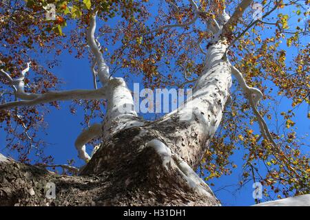 Looking Up Into An Eastern American Sycamore Tree Stock Photo