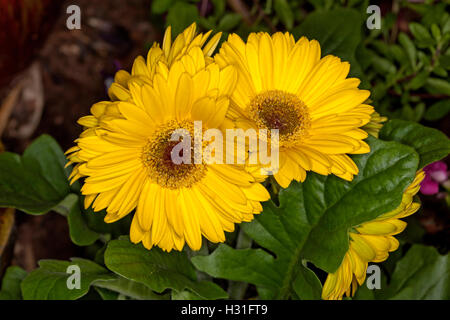 Cluster of vivid yellow flowers and dark green leaves of Gerbera jamesonii, perennial plant growing in a garden Stock Photo