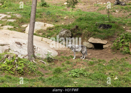 Black Wolf in a forest Stock Photo